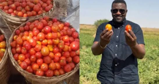 Tomato Prices Poised to Drop as Local Harvest Begins, Says Agriculture Ministry