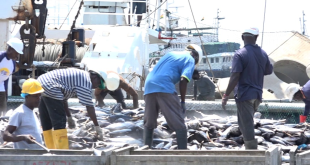Ghana’s Tuna Industry Faces Collapse as Operating Costs Soar - NAFAG